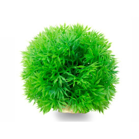 Akvarijní rostlina - koule zelená