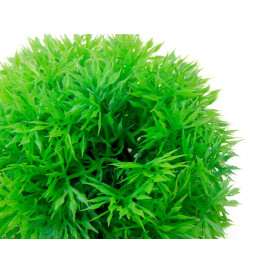 Akvarijní rostlina - koule zelená