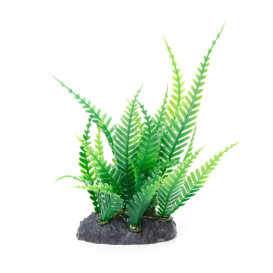 Akvarijní rostlina - kapradí mini