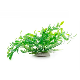 Green Ludwigia malá