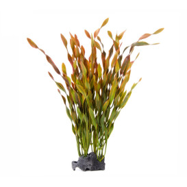 Vallisneria rostlina na kameni